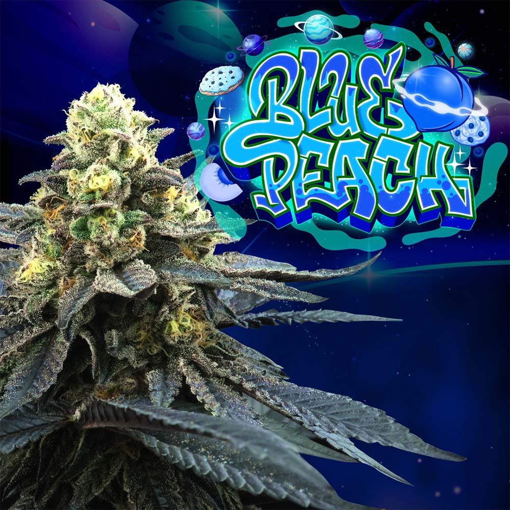 Blue Peach by Perfect Tree