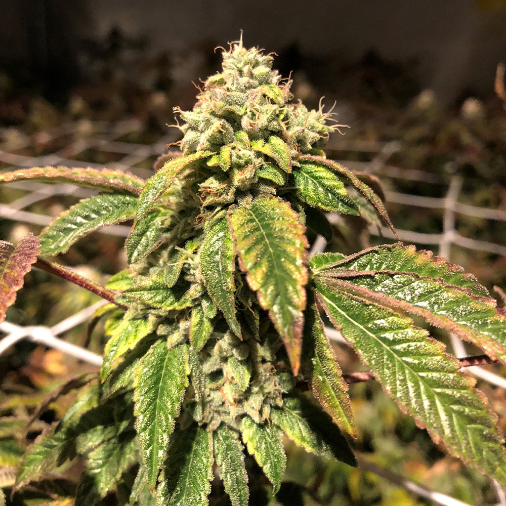 Blue Sherbalato by Pheno Finder Seeds