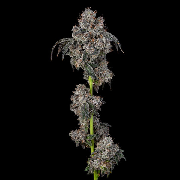 Blueberry Cherries Feminized Cannabis Seeds by Cookies Seeds