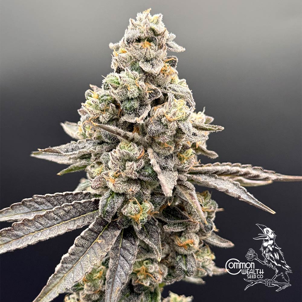 Wedlock by Common Wealth Seed Co