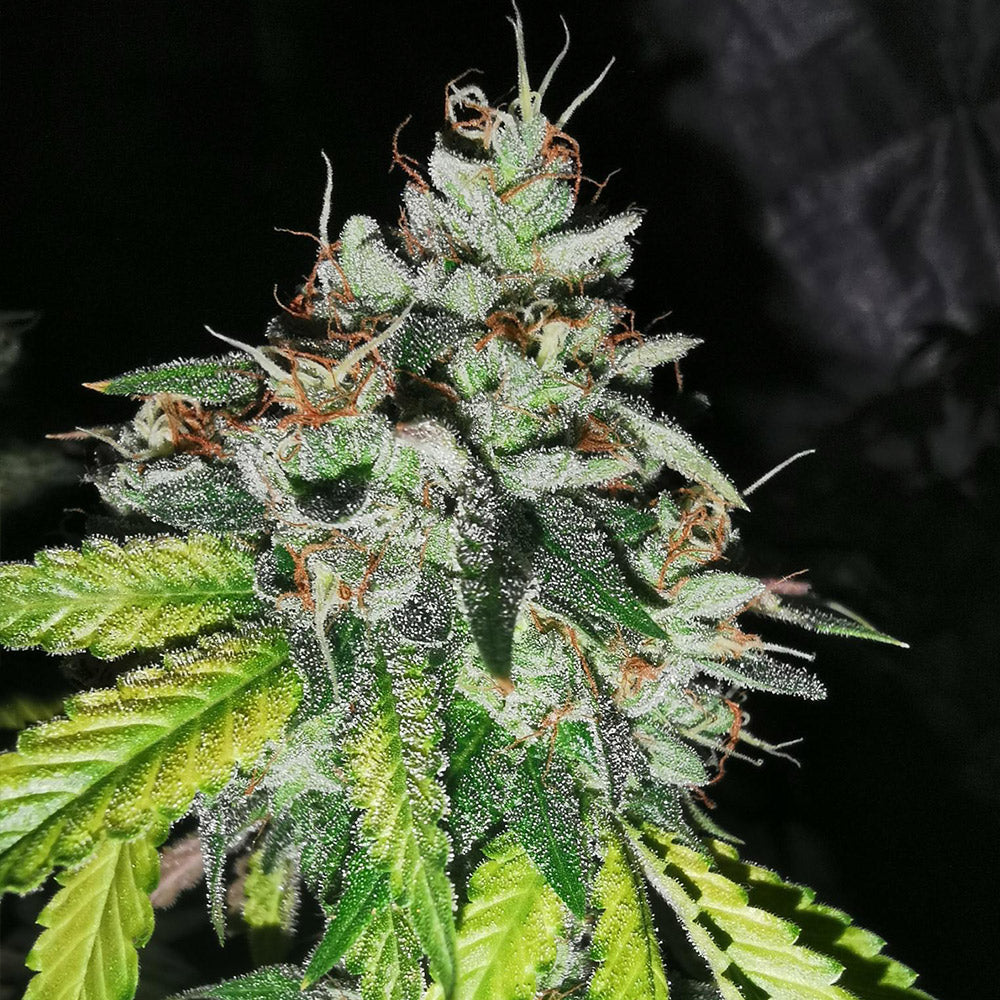Britcoin by Pheno Finder Seeds