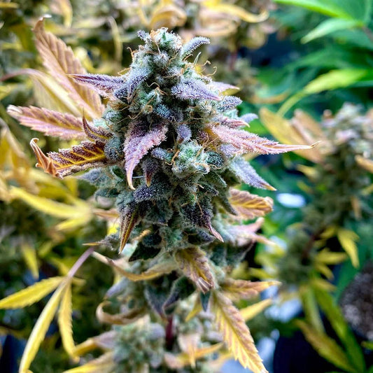 Bruce Bananas by Night Owl Seeds
