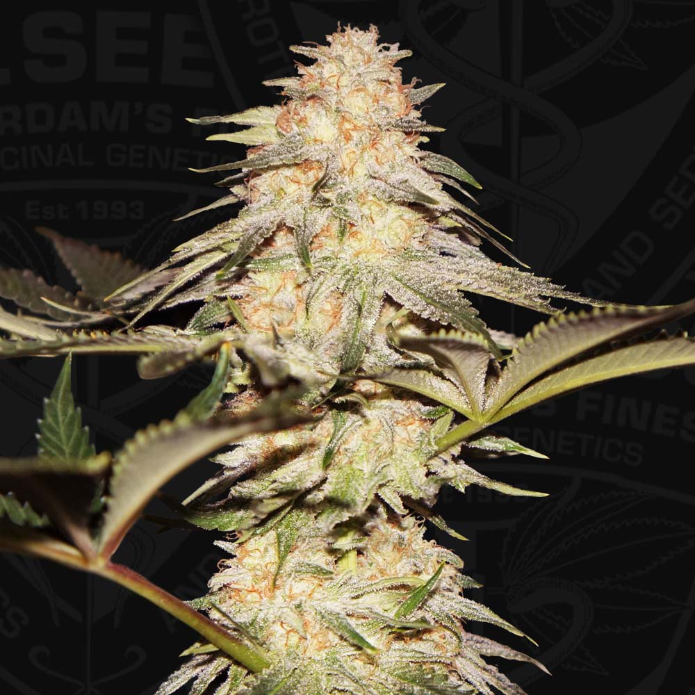 Bubblebananagum by T.H. Seeds