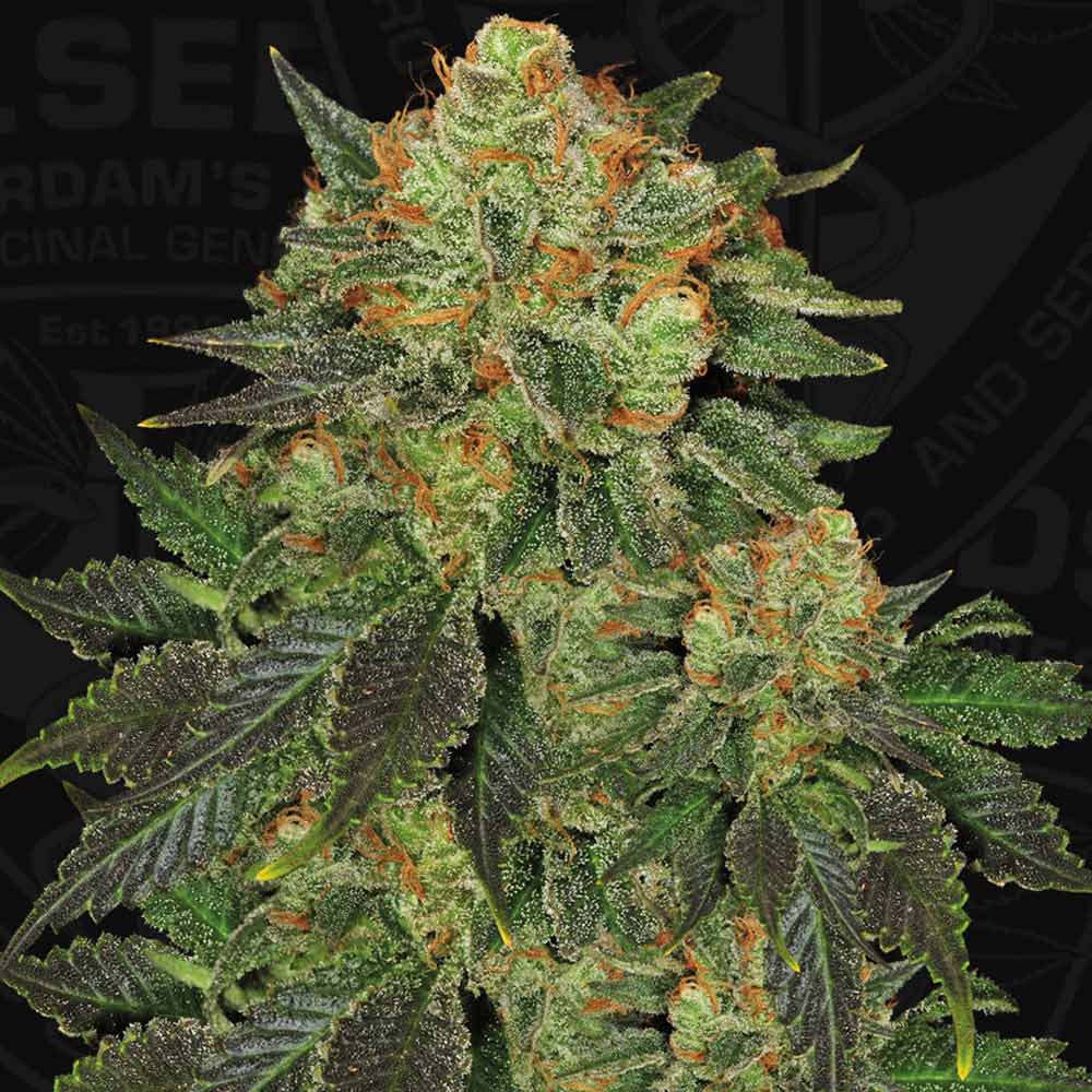Bubble Gum by T.H. Seeds
