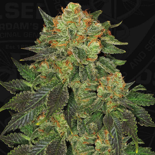 Bubble Gum by T.H. Seeds