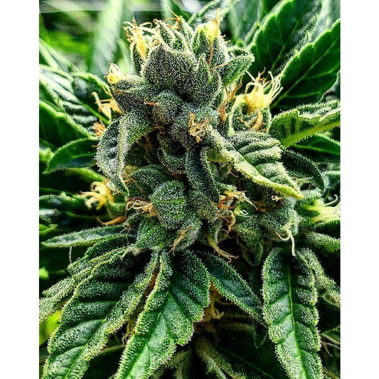 Gelato Al Limone by The Cali Connection