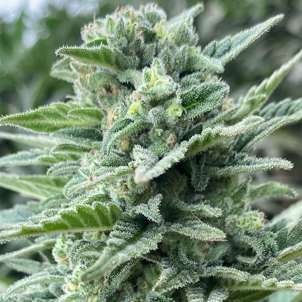 Lemoncino by The Cali Connection