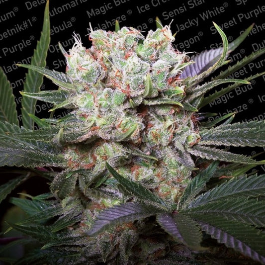 Californian Gold by Paradise Seeds
