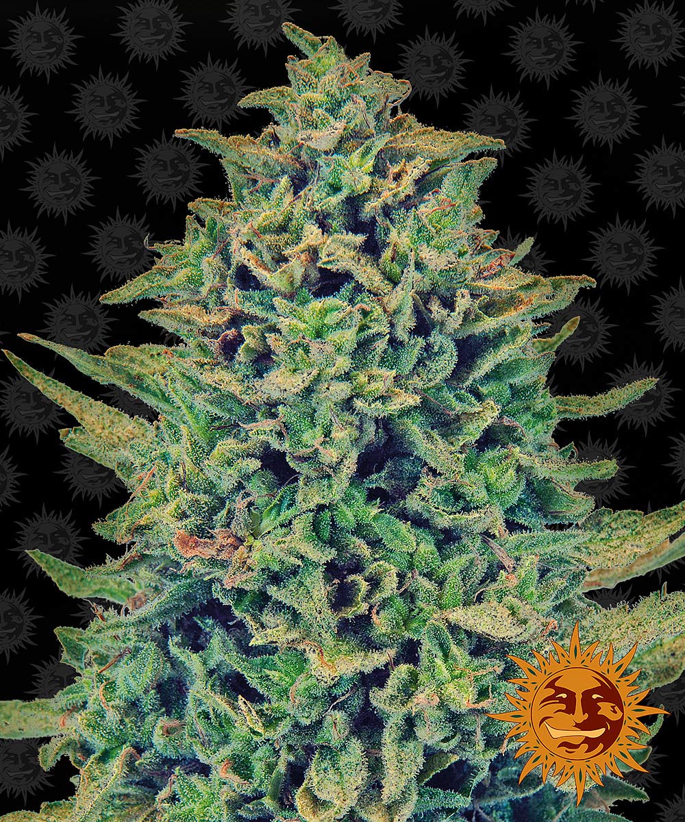 Blue Shark - CBD Strain by Barneys Farm
