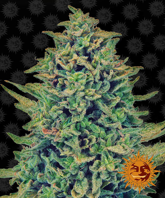 Blue Shark - CBD Strain by Barneys Farm