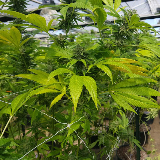 CBD Cheese by The Original Big Buddha Family Farms