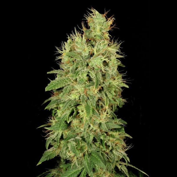 CBD Chronic by Serious Seeds