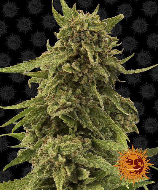 Critical Cure - CBD Strain by Barneys Farm