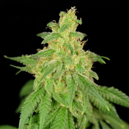 CBD Rene by House of the Great Gardener