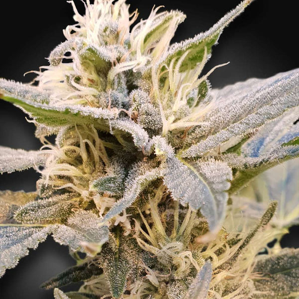 CBD Delight by Paradise Seeds