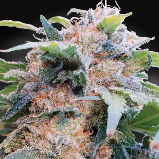 CBD Dream by Paradise Seeds