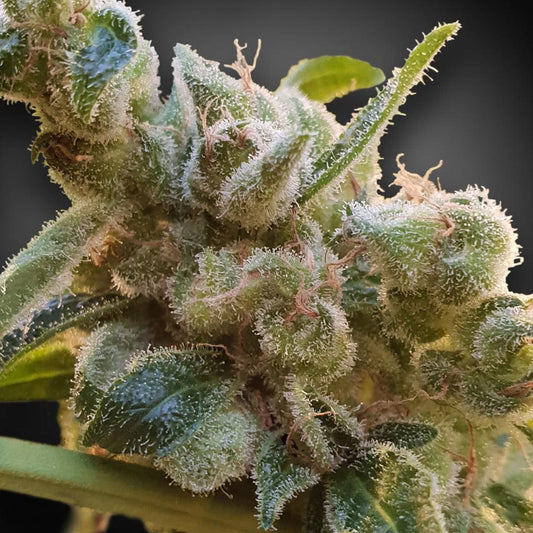 CBD Relax by Paradise Seeds