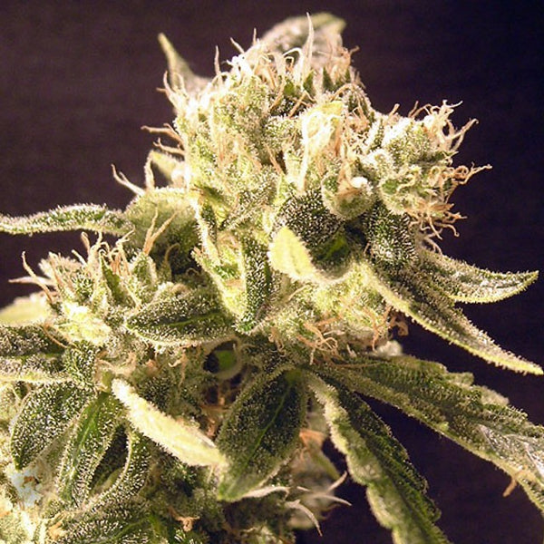 Easy Rider by Ceres Seeds