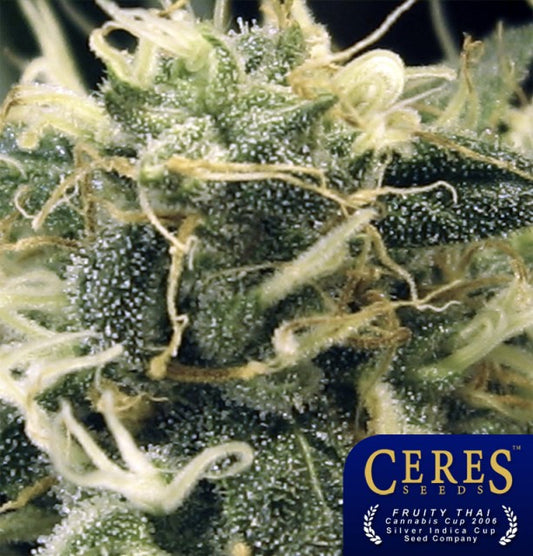 Fruity Thai by Ceres Seeds