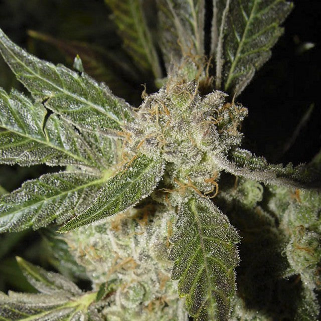 White Panther (Smurf) by Ceres Seeds