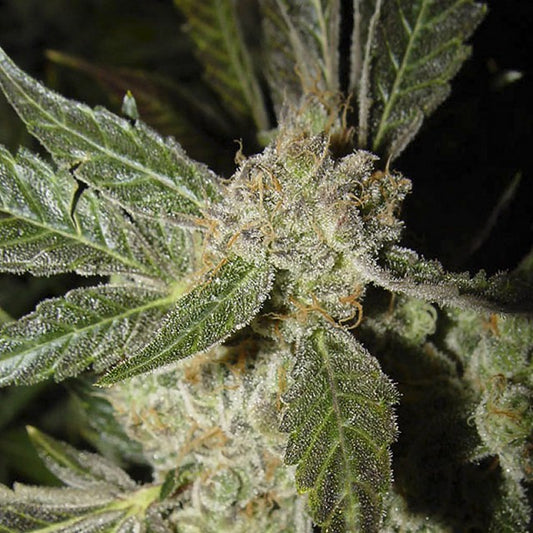 White Panther (Smurf) by Ceres Seeds