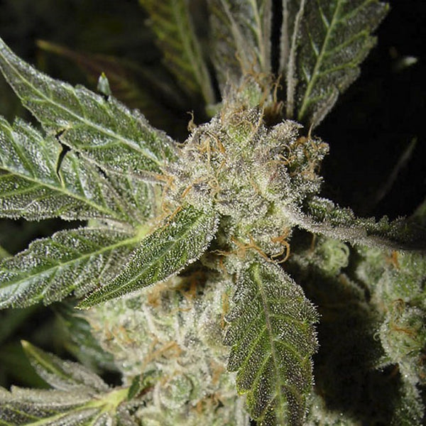 White Panther (Smurf) by Ceres Seeds