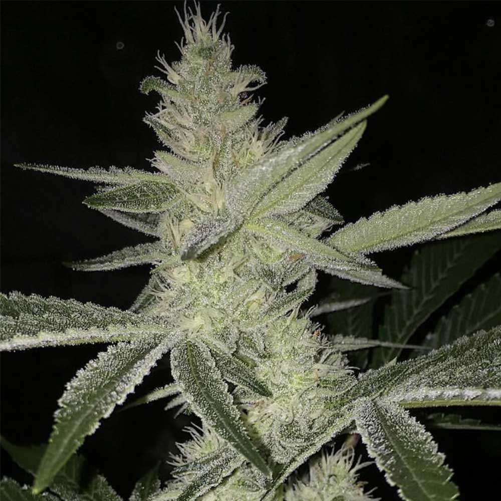 Strawberry Daze by Crockett Family Farms