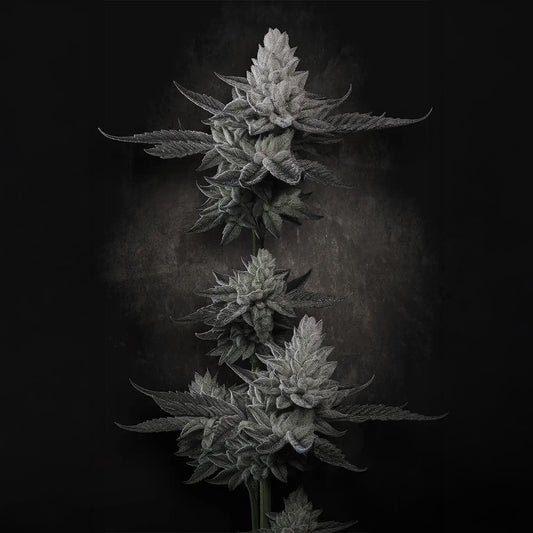 Chem Cake by Paradise Seeds