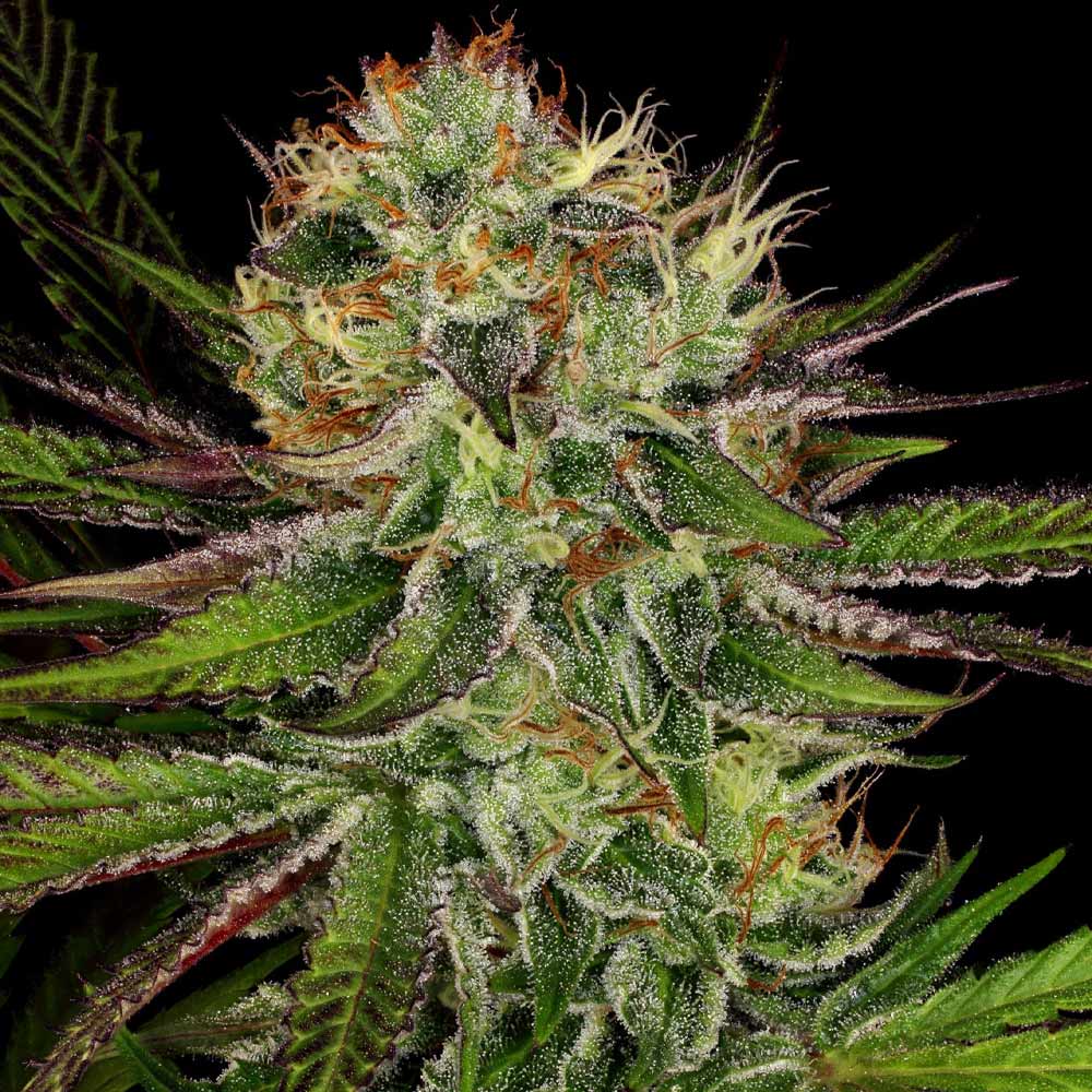 Chocolate Wafflez by Paradise Seeds