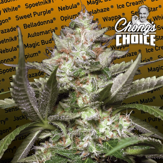 Auto Kong 4 by Paradise Seeds