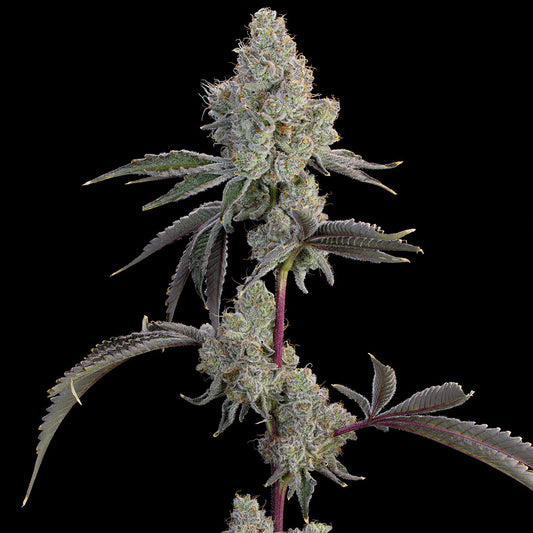 Chrome Sherb by Grounded Genetics