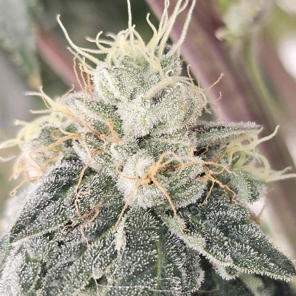 Club Kush by Karma Genetics