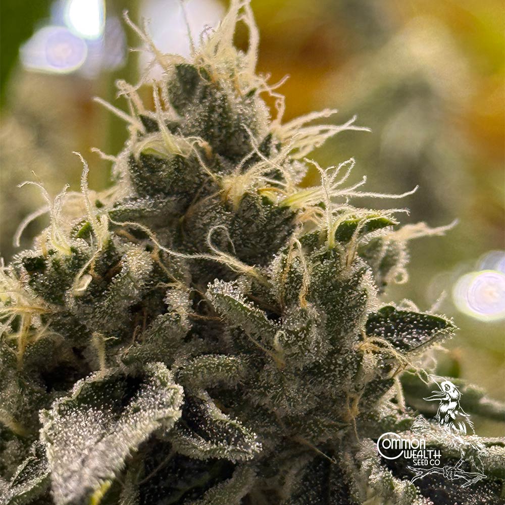 Doomsday by Common Wealth Seed Co