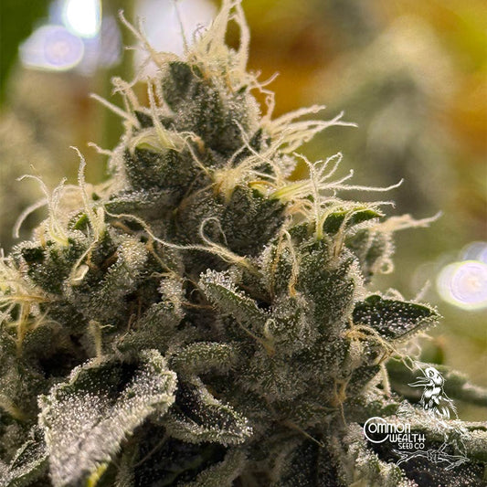 Doomsday by Common Wealth Seed Co