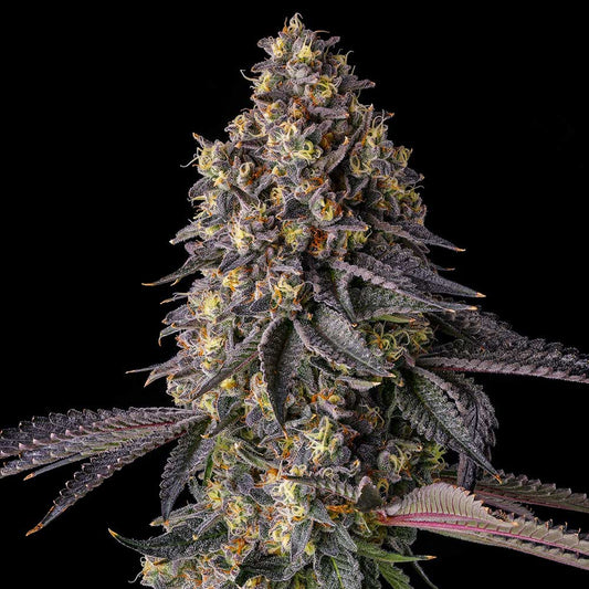 Kumamotoz by Compound Genetics