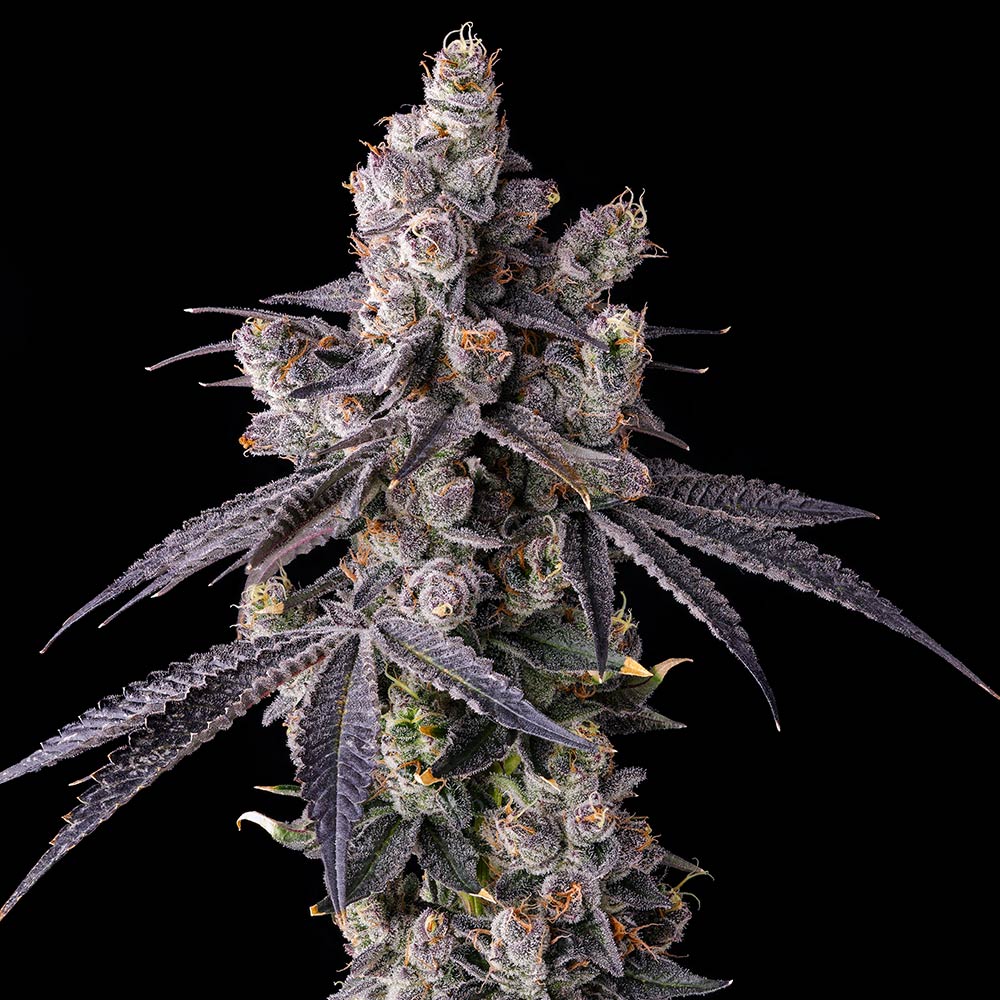Mora Azul by Compound Genetics
