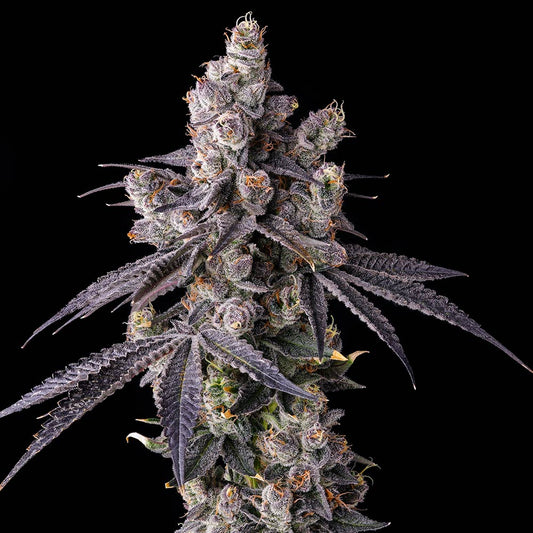 Mora Azul by Compound Genetics