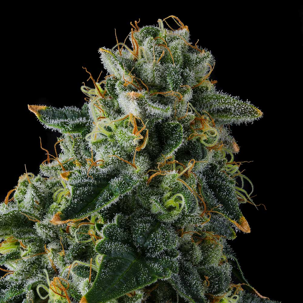 Presidential Pardon by Compound Genetics