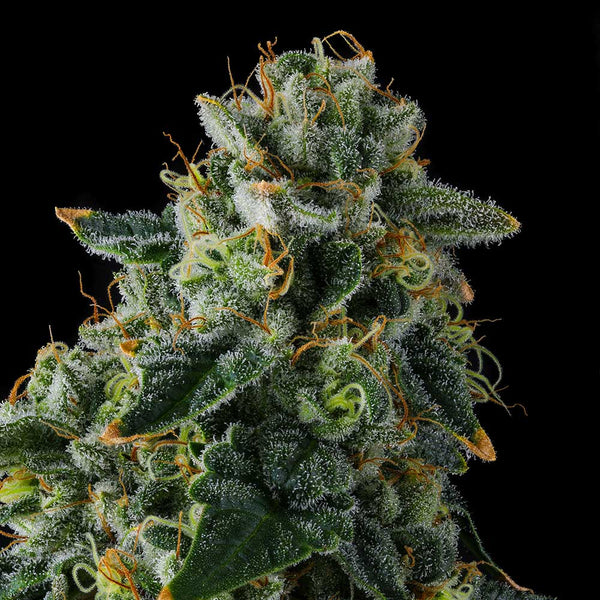 Presidential Pardon by Compound Genetics