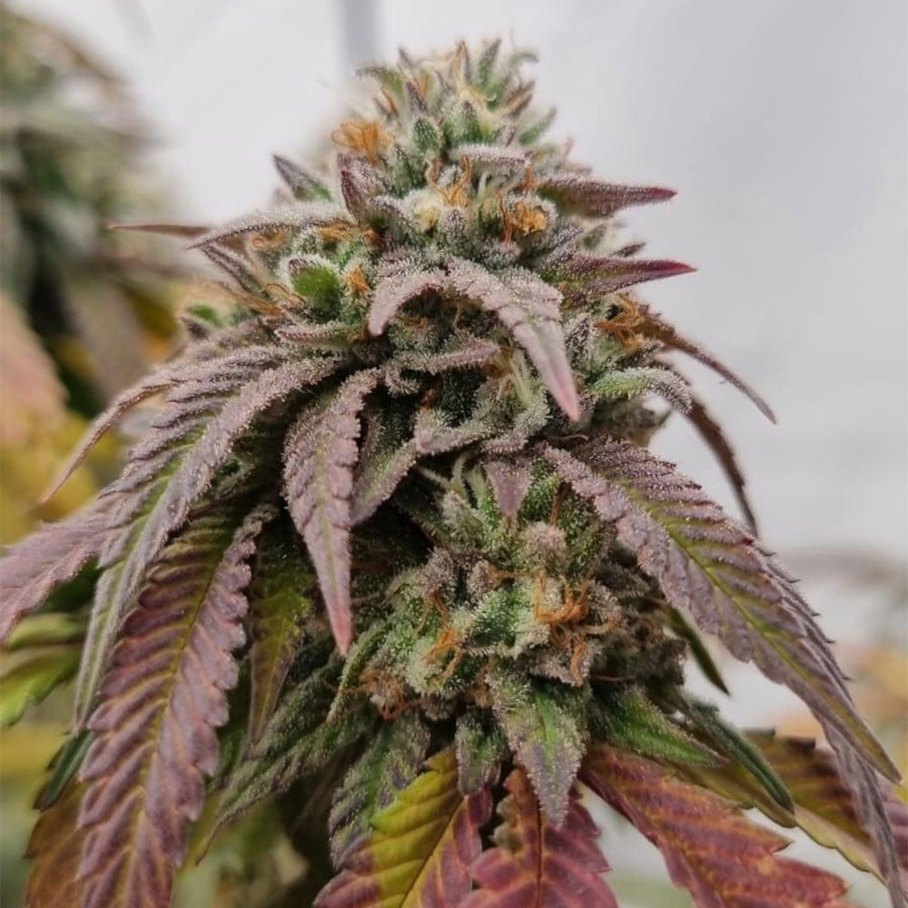 Chronics Kush by Conscious Genetics