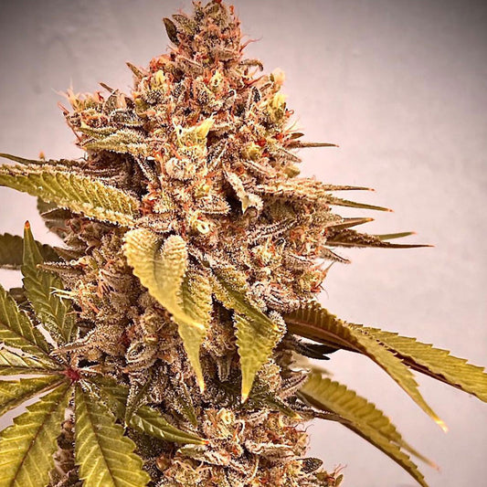 Exodus Fumes by Conscious Genetics