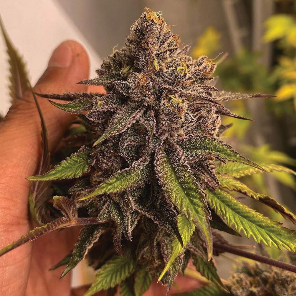 Pink Waferz by Conscious Genetics