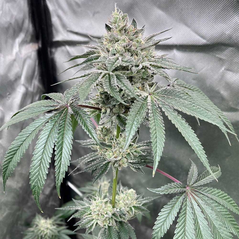 Gas Dropz by Conscious Genetics