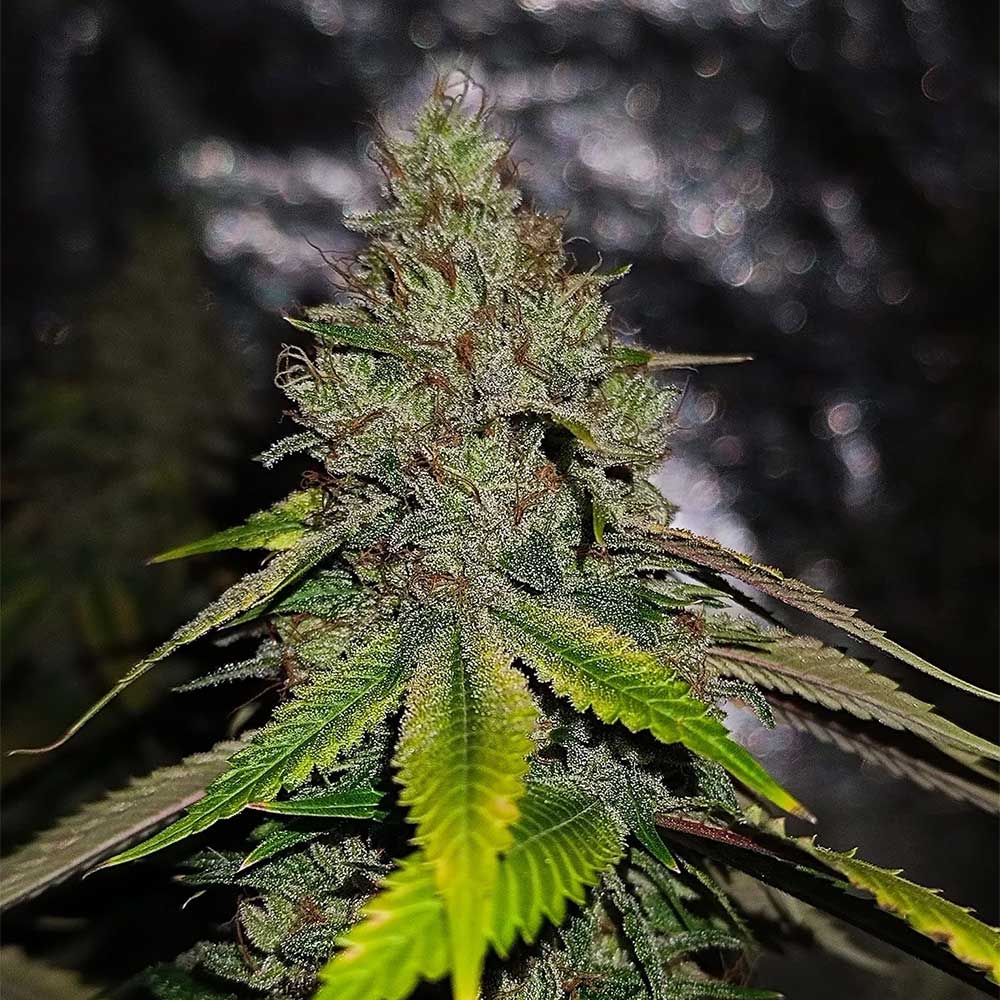 Gas Line by Conscious Genetics