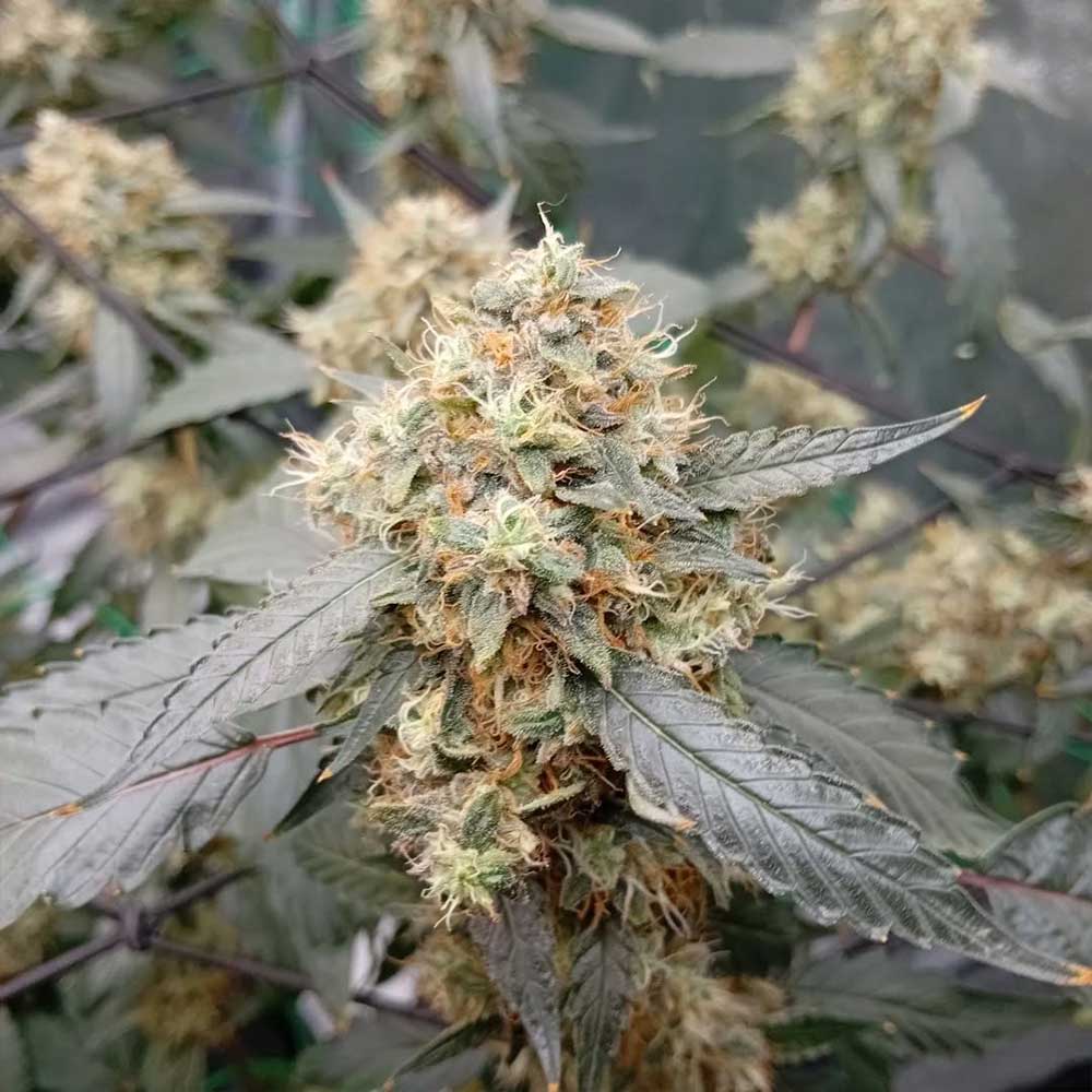 OG Scotti by Conscious Genetics