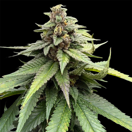 Red Halo by Conscious Genetics