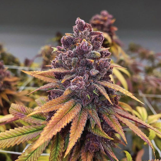 Red Kachina by Conscious Genetics