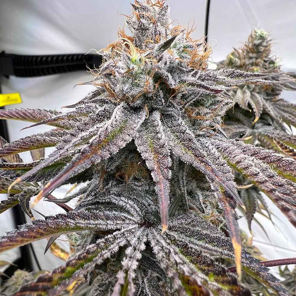 Zapplez - 2.0 by Conscious Genetics