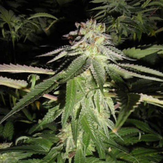 Corleone Kush by The Cali Connection
