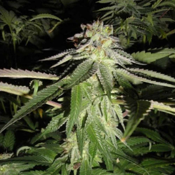 Corleone Kush by The Cali Connection
